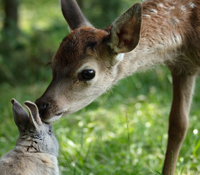 Kinderkino: Bambi – eine Lebensgeschichte aus dem Walde