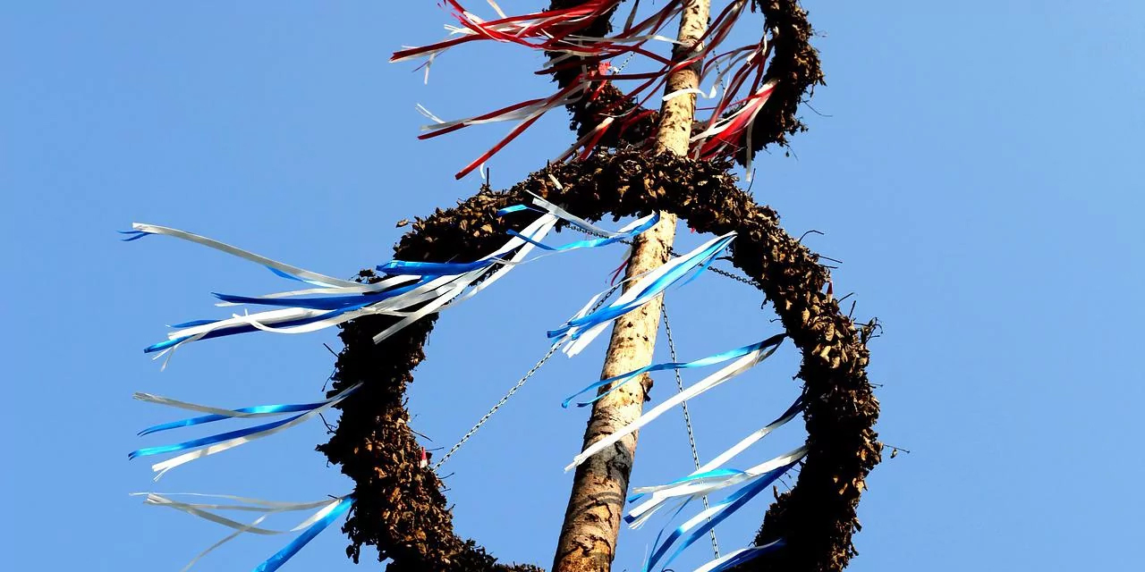 Aufstellung des Maibaumes