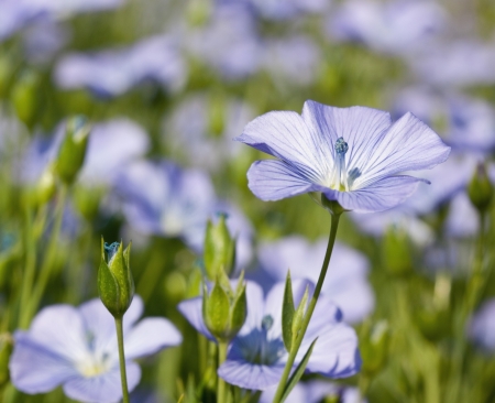 Ferienaktion: Her mit dem Flachs (Teil 2)