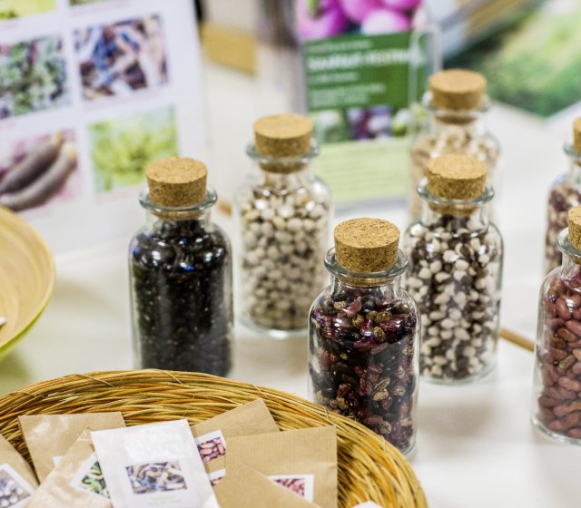 SamenFest in der Rapunzel Welt