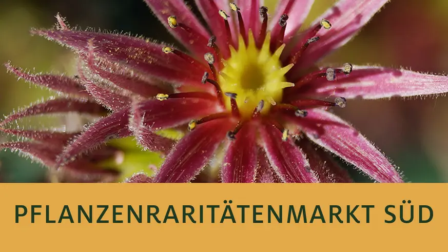 Pflanzenraritätenmarkt Süd