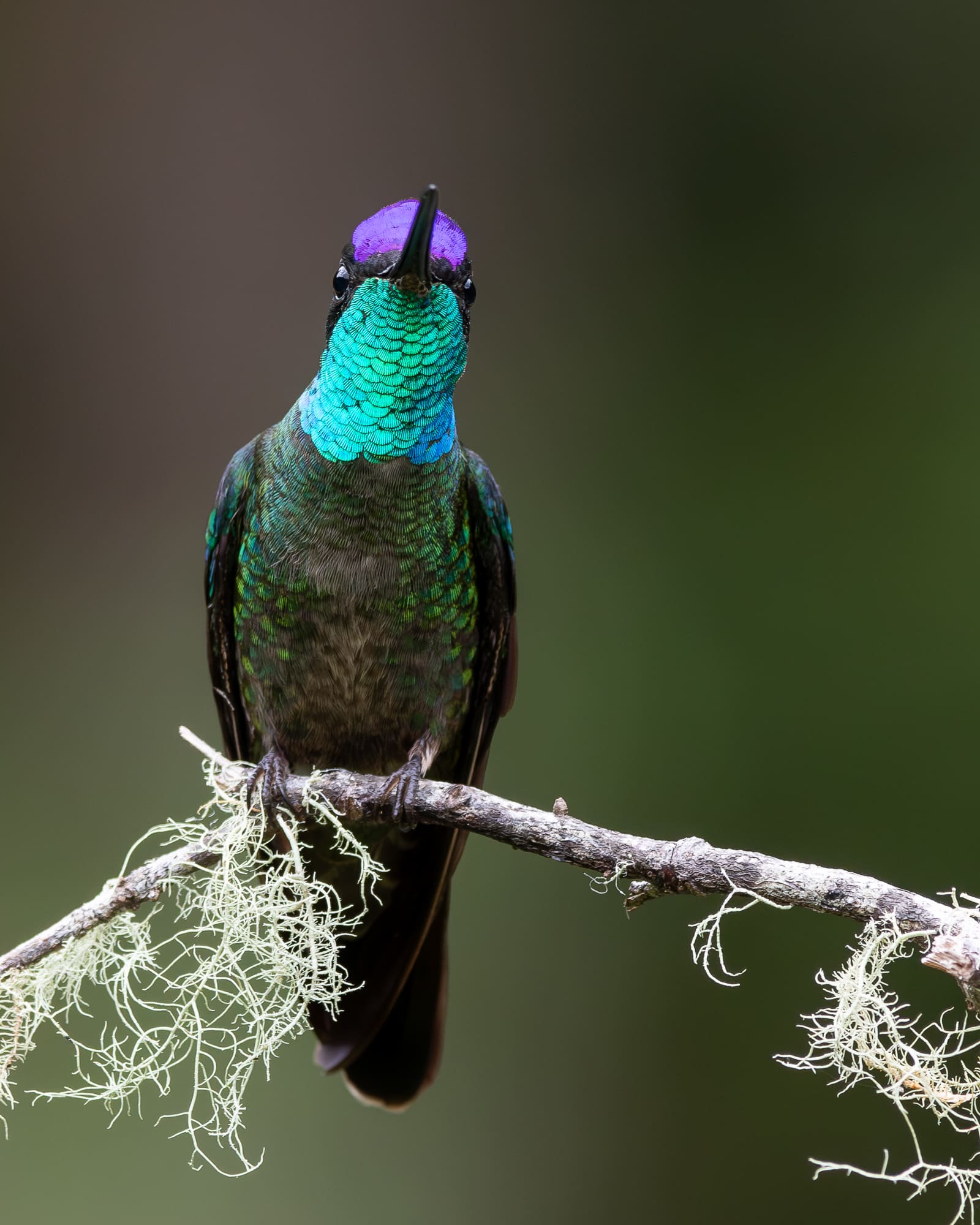 Alexander Honold – Im Urwald von Costa Rica