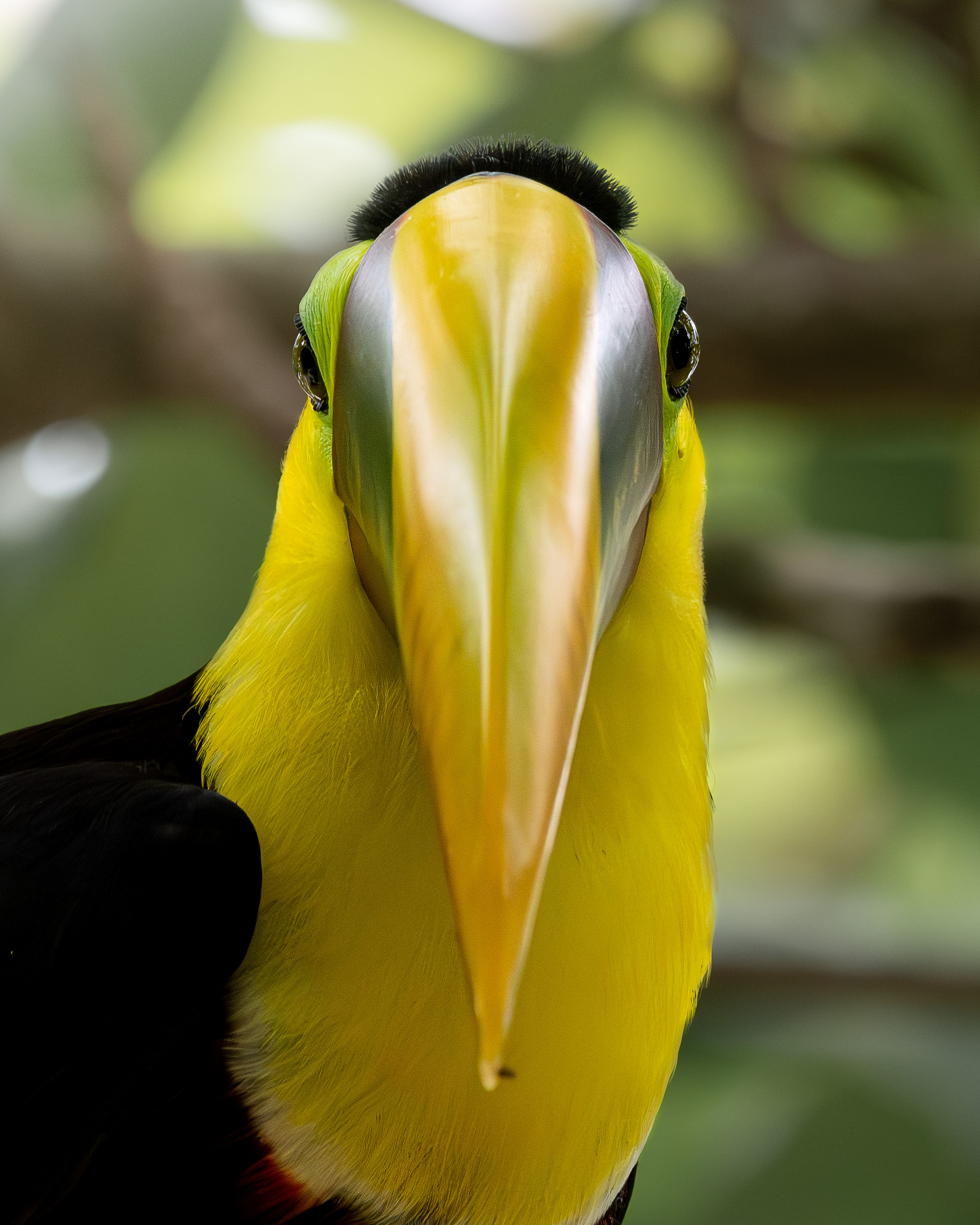 Alexander Honold – Im Urwald von Costa Rica