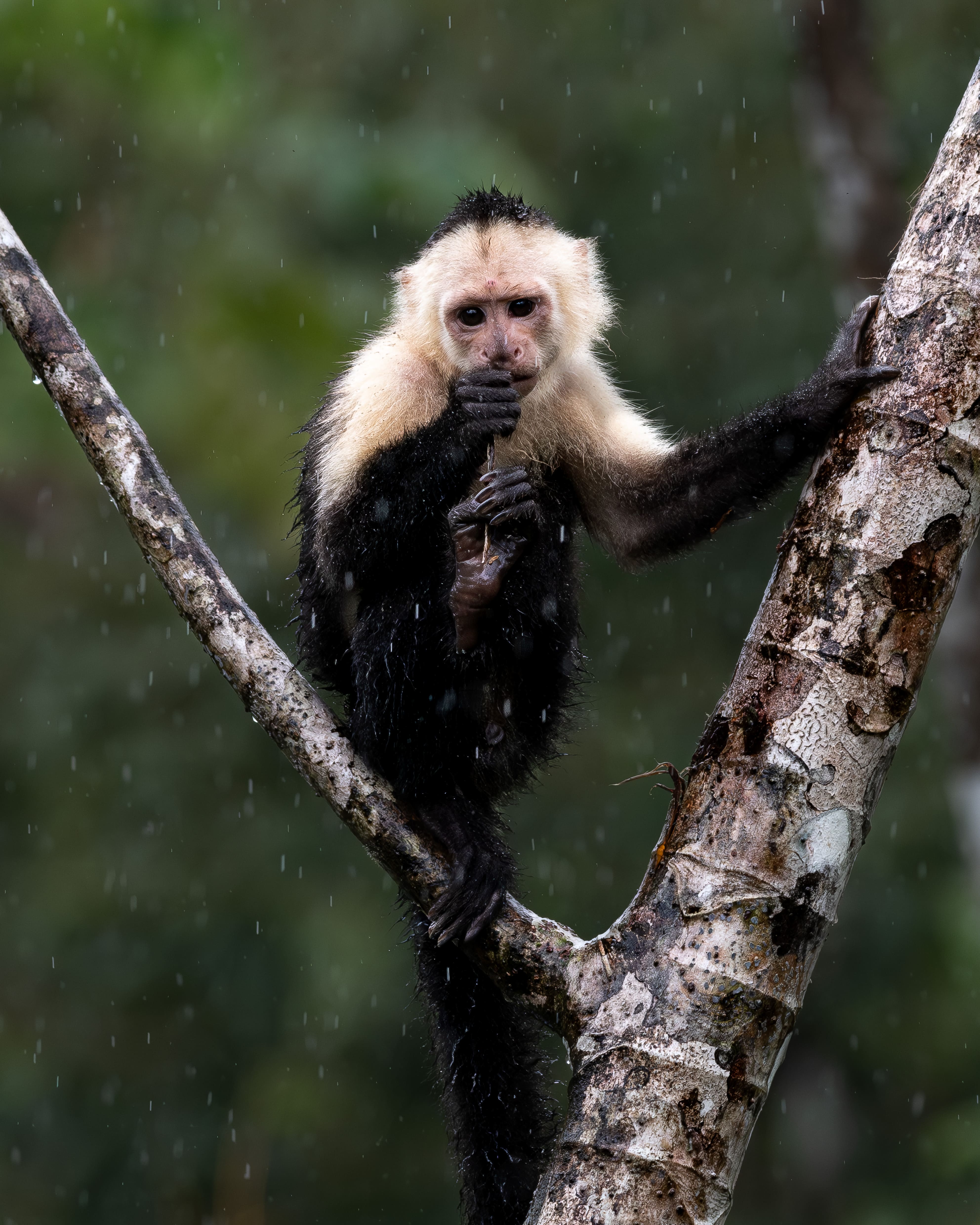 Alexander Honold – Im Urwald von Costa Rica