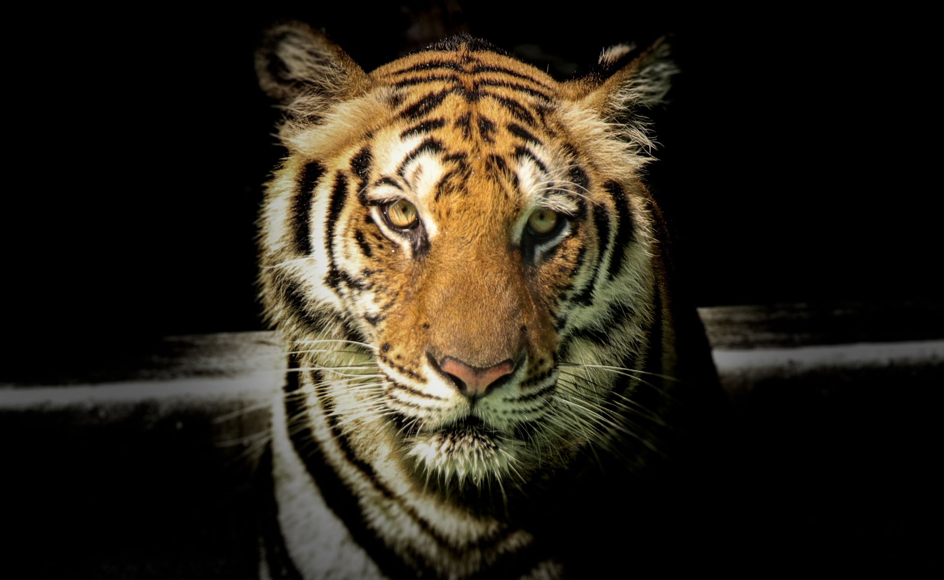 Animal Pride Day 2026