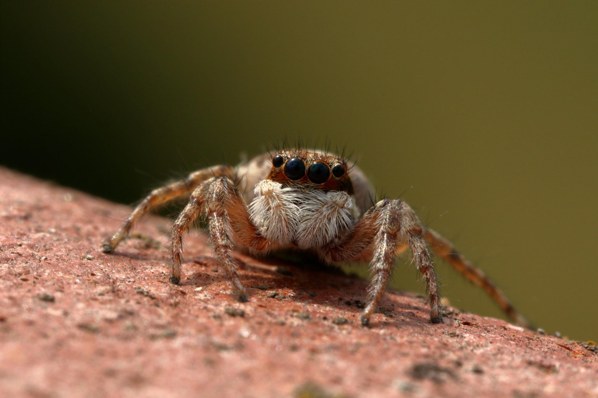 Spidertopia